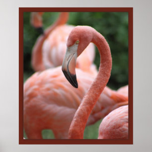 Flamingo Pose 20x24 Print -other sizes also