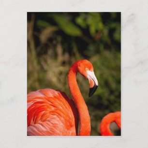 Flamingo Postcard