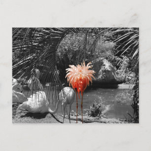 Flamingo Postcard
