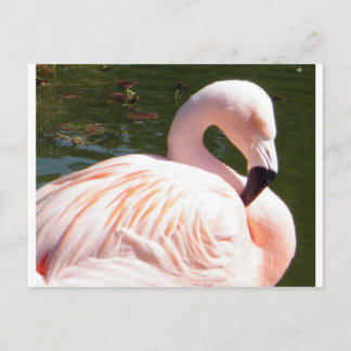 Flamingo Postcard