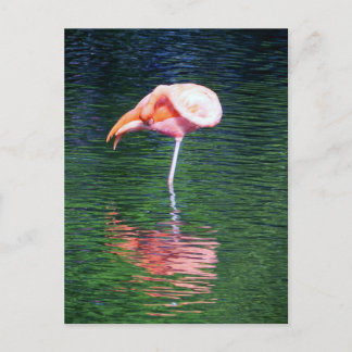 Flamingo Postcard