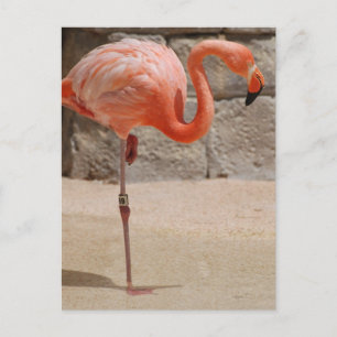 Flamingo Postcard