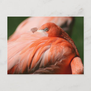 Flamingo Postcard