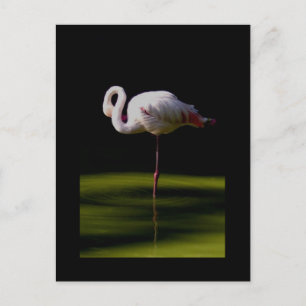 flamingo postcard