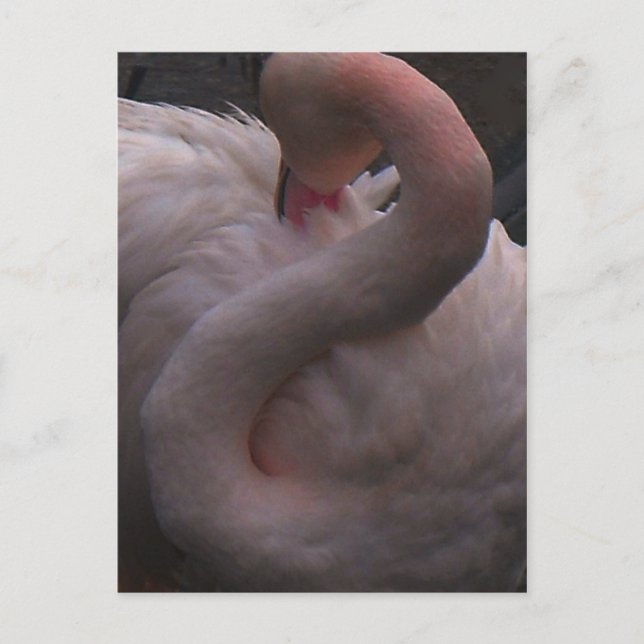 flamingo postcard (Front)