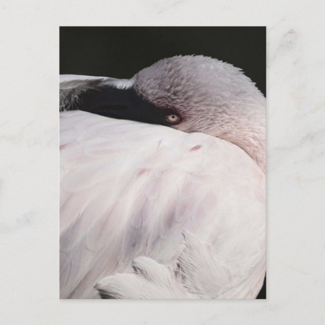 Flamingo Postcard (Front)