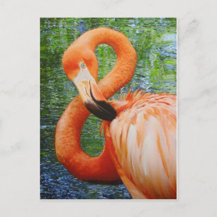 FLAMINGO POSTCARD