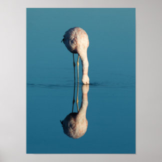 Flamingo Reflection, Laguna Chaxa, Atacama Poster