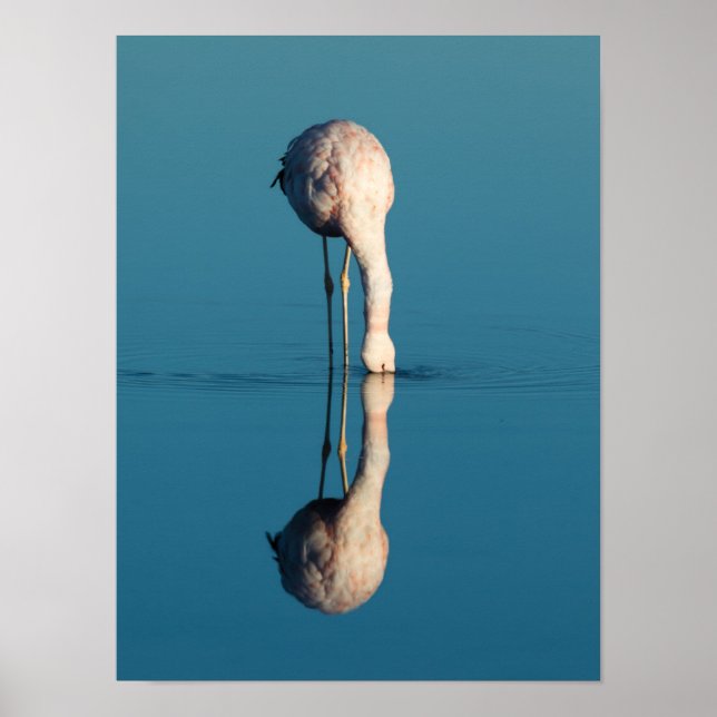 Flamingo Reflection, Laguna Chaxa, Atacama Poster (Front)
