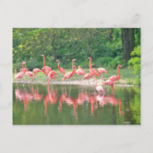 Flamingo Row at Lake in Spring,Birds Pink Wildlife Postcard