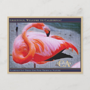 Flamingo San Diego Zoo Pink Tropical Nature  Postcard