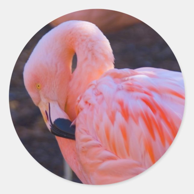 Flamingo Sticker (Front)