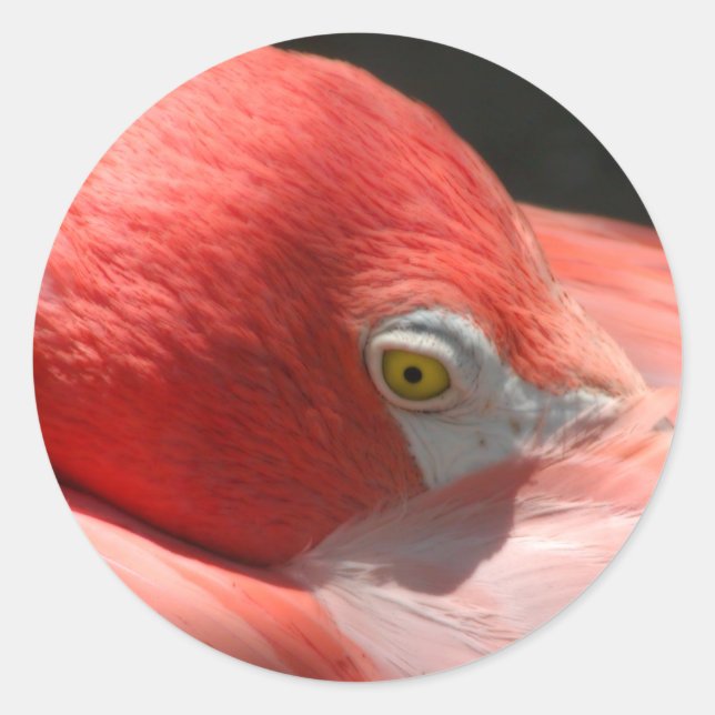 Flamingo Sticker (Front)