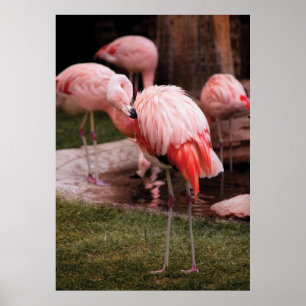 Flamingo - The Flamingo Poster