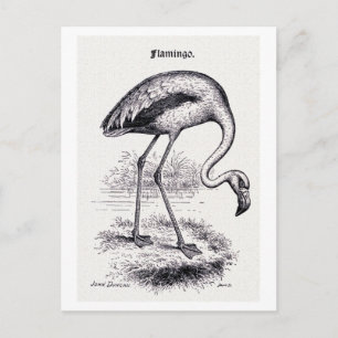 "Flamingo" Vintage Illustration Postcard