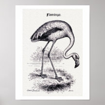 "Flamingo" Vintage Illustration