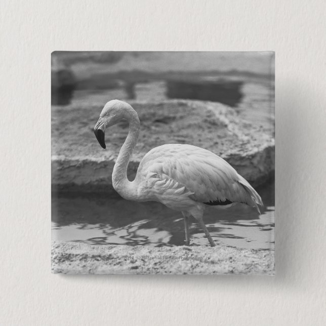 Flamingo wading in water B&W 15 Cm Square Badge (Front)