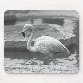 Flamingo wading in water B&W Mouse Mat