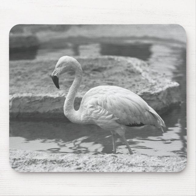 Flamingo wading in water B&W Mouse Mat (Front)