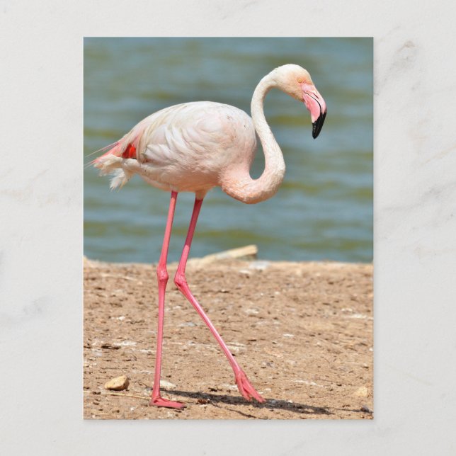 Flamingo walking near pond postcard (Front)