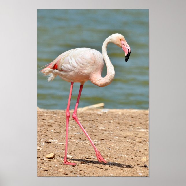 Flamingo walking near pond poster (Front)