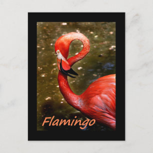 Flamingo with "flamingo" pink text postcard