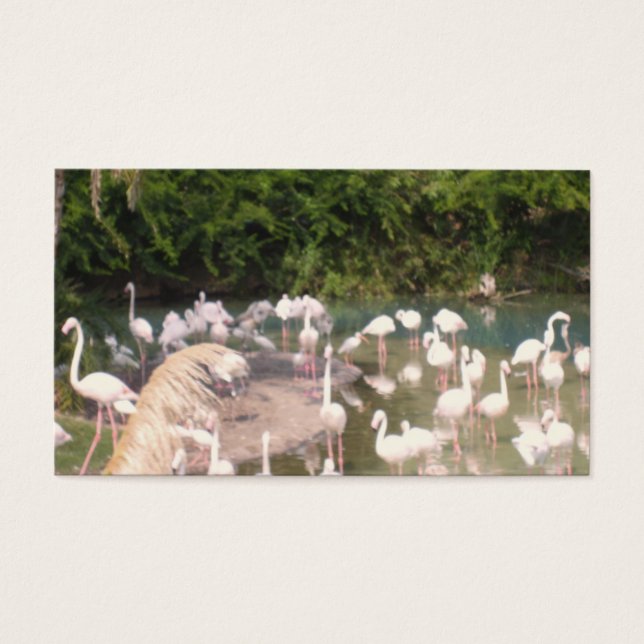 Flamingoes at Leisure (Front)