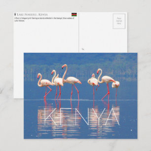 Flamingoes in Lake Nakuru, Kenya Travel Postcard