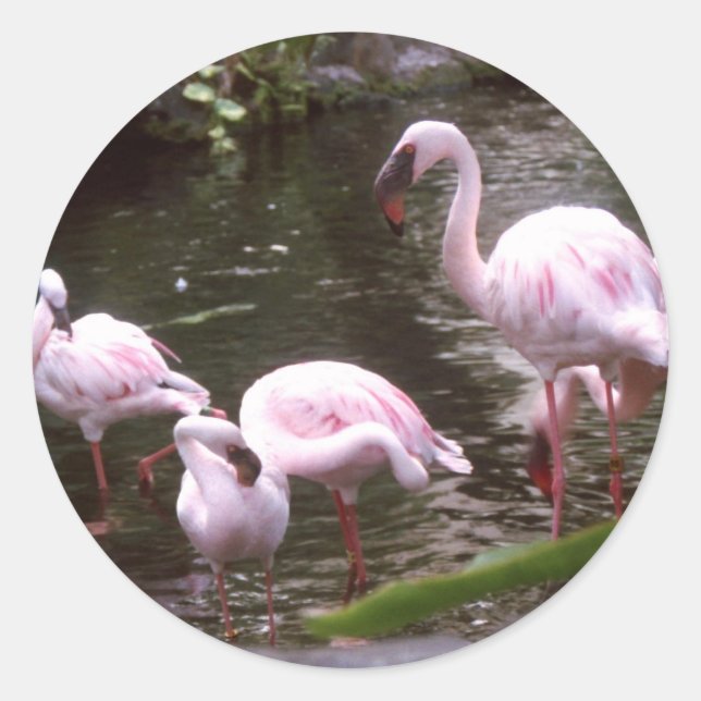 flamingos 1 classic round sticker (Front)