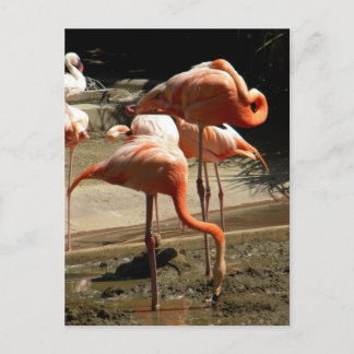 Flamingos 2 postcard