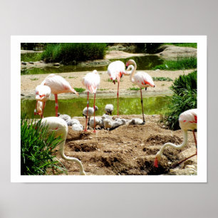 Flamingos and chicks poster
