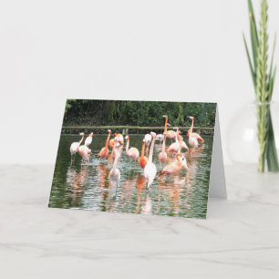 Flamingos and reflections holiday card