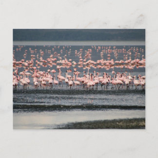 Flamingos at Lake Nakuru in Kenya Postcard
