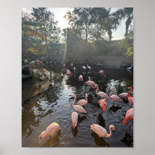 Flamingos at Sunrise Poster