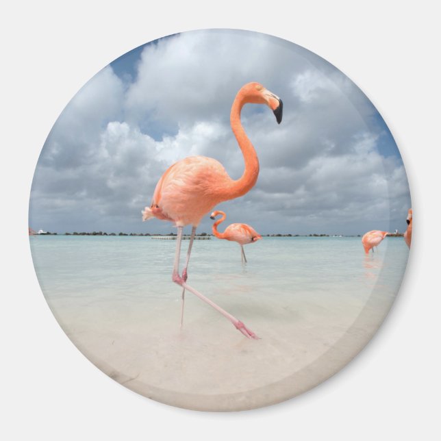 Flamingos Beach Aruba Magnet (Front)