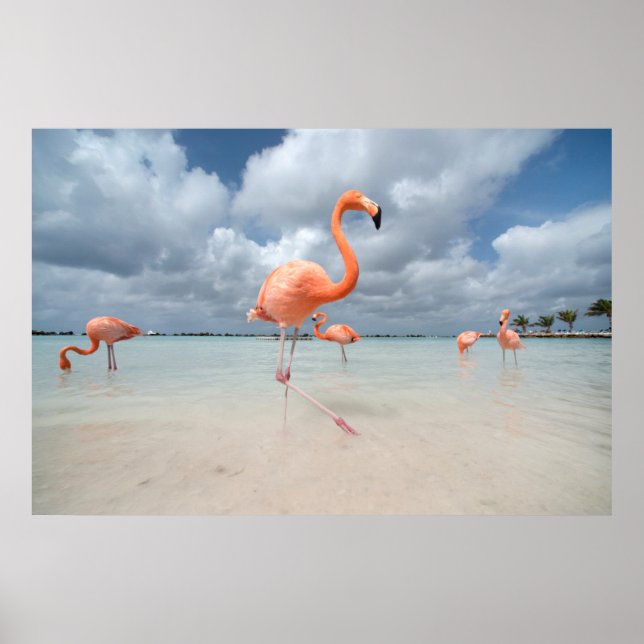 Flamingos Beach Aruba Poster (Front)