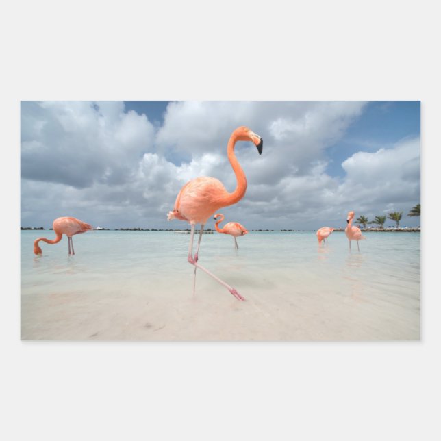 Flamingos Beach Aruba Rectangular Sticker (Front)