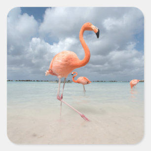 Flamingos Beach Aruba Square Sticker