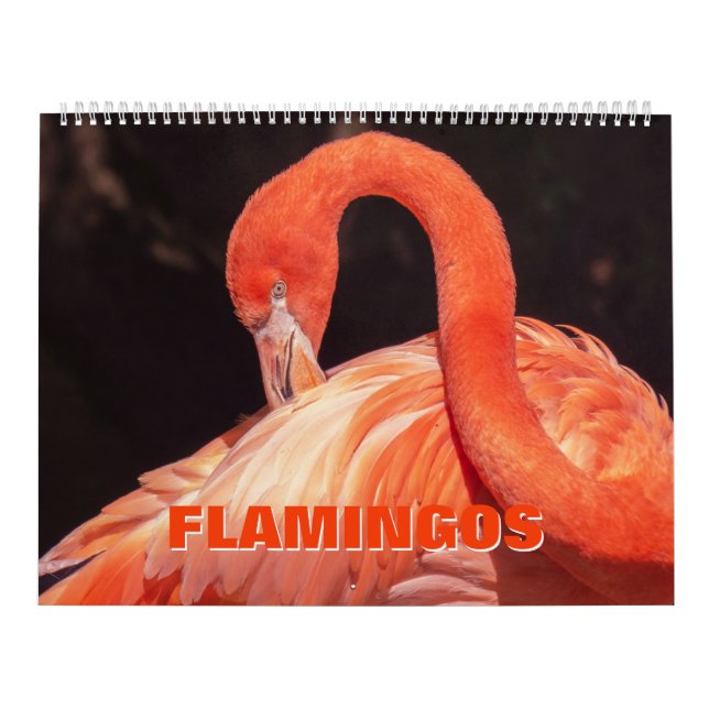 Flamingos Calendar (Cover)