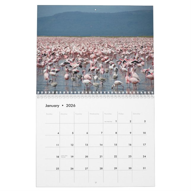 Flamingos Calendar (Jan 2026)