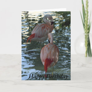 Flamingos Card