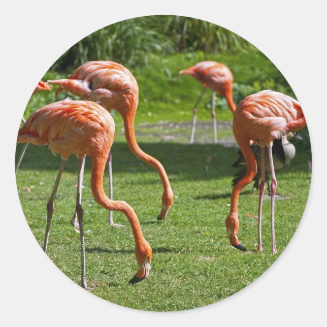 Flamingos Classic Round Sticker (Front)