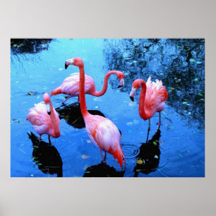 Flamingos Dancing Poster