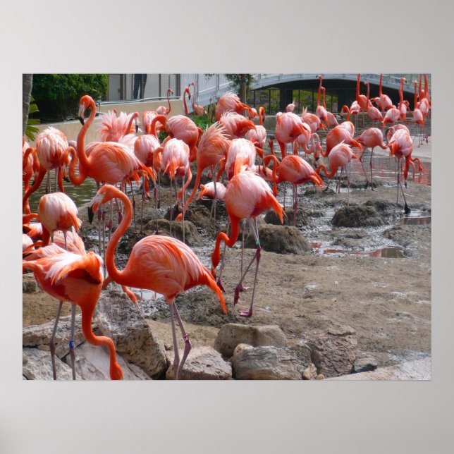 Flamingos Flamingoes Pink Wading Birds Poster (Front)