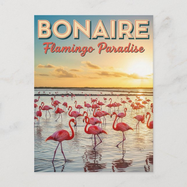 Flamingos in Bonaire Dutch Caribbean Postcard (Front)