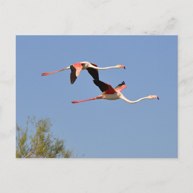 Flamingos in flight holiday postcard (Front)