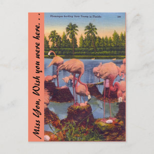 Flamingos in Florida Postcard
