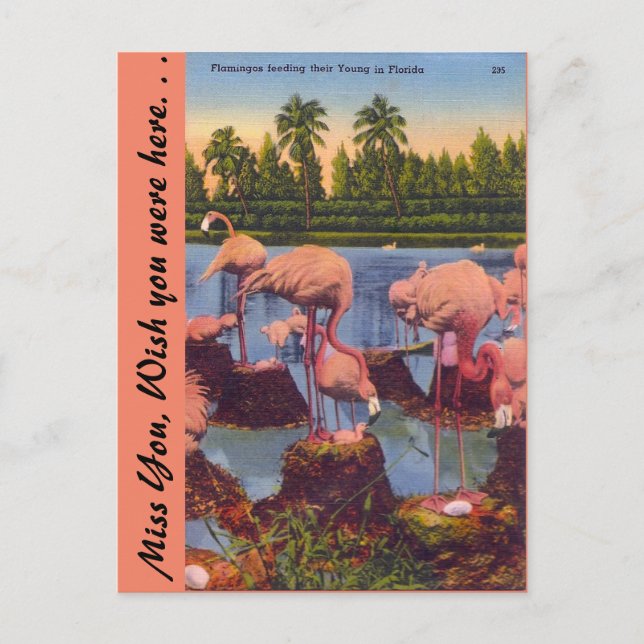 Flamingos in Florida Postcard (Front)