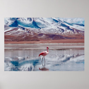 Flamingos in Lagoon in Salt Flats, Bolivia. Salar Poster
