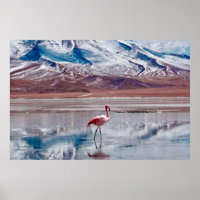 Flamingos in Lagoon in Salt Flats, Bolivia. Salar  Poster (Front)